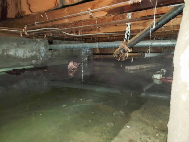 Best Flooded house restoration  in Gallipolis, OH